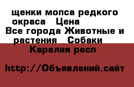 щенки мопса редкого окраса › Цена ­ 20 000 - Все города Животные и растения » Собаки   . Карелия респ.